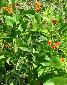 Phaseolus coccineus 'Scarlet Emperor'